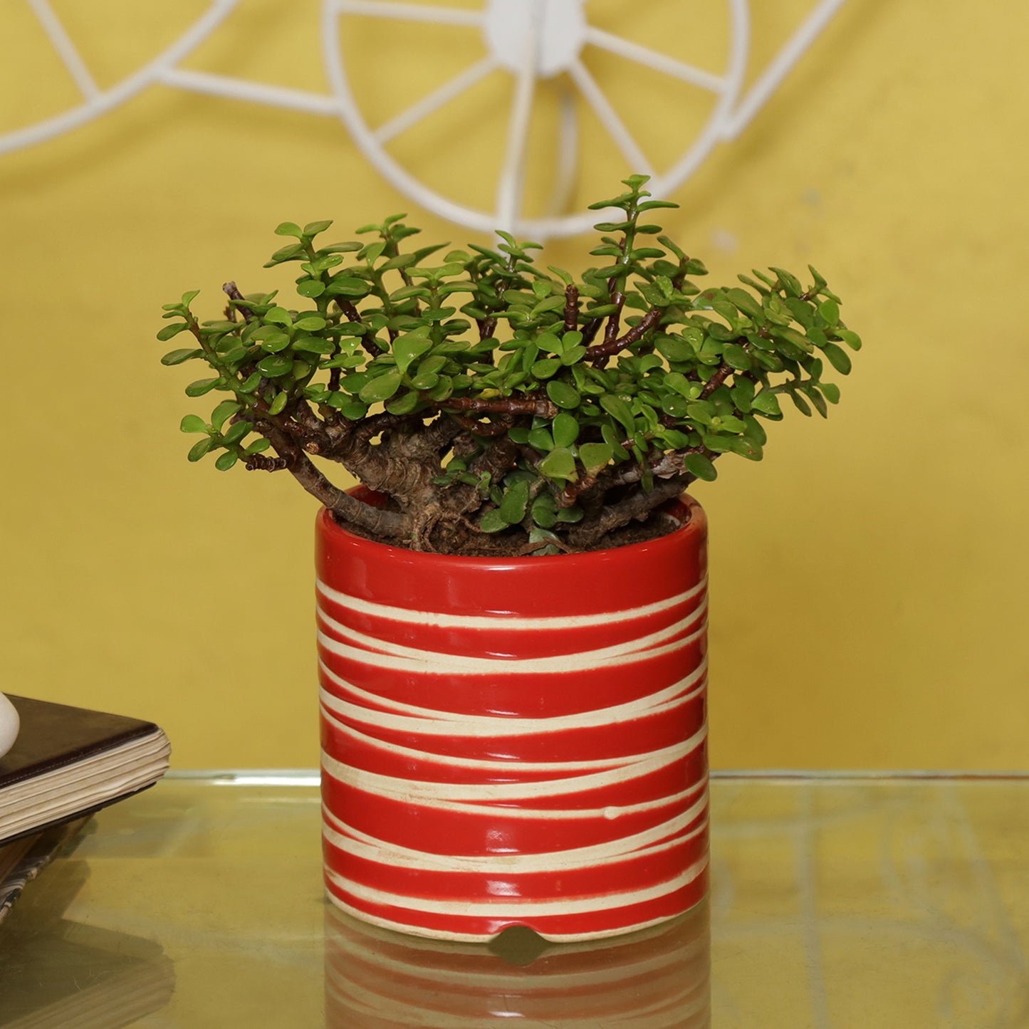 Good Luck Jade Plant with Studio Red Colour Ceramic Pot for Home Decor (Live Plant)
