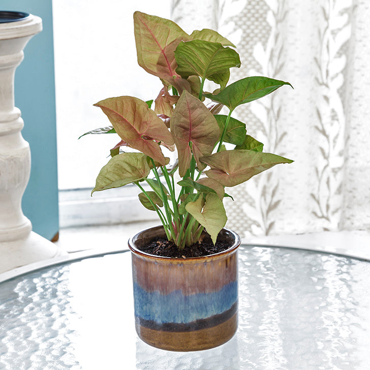 Exotic Green Beautiful Syngonium Pink Indoor Plant with Dual Barbie Pink Colour Ceramic Pot