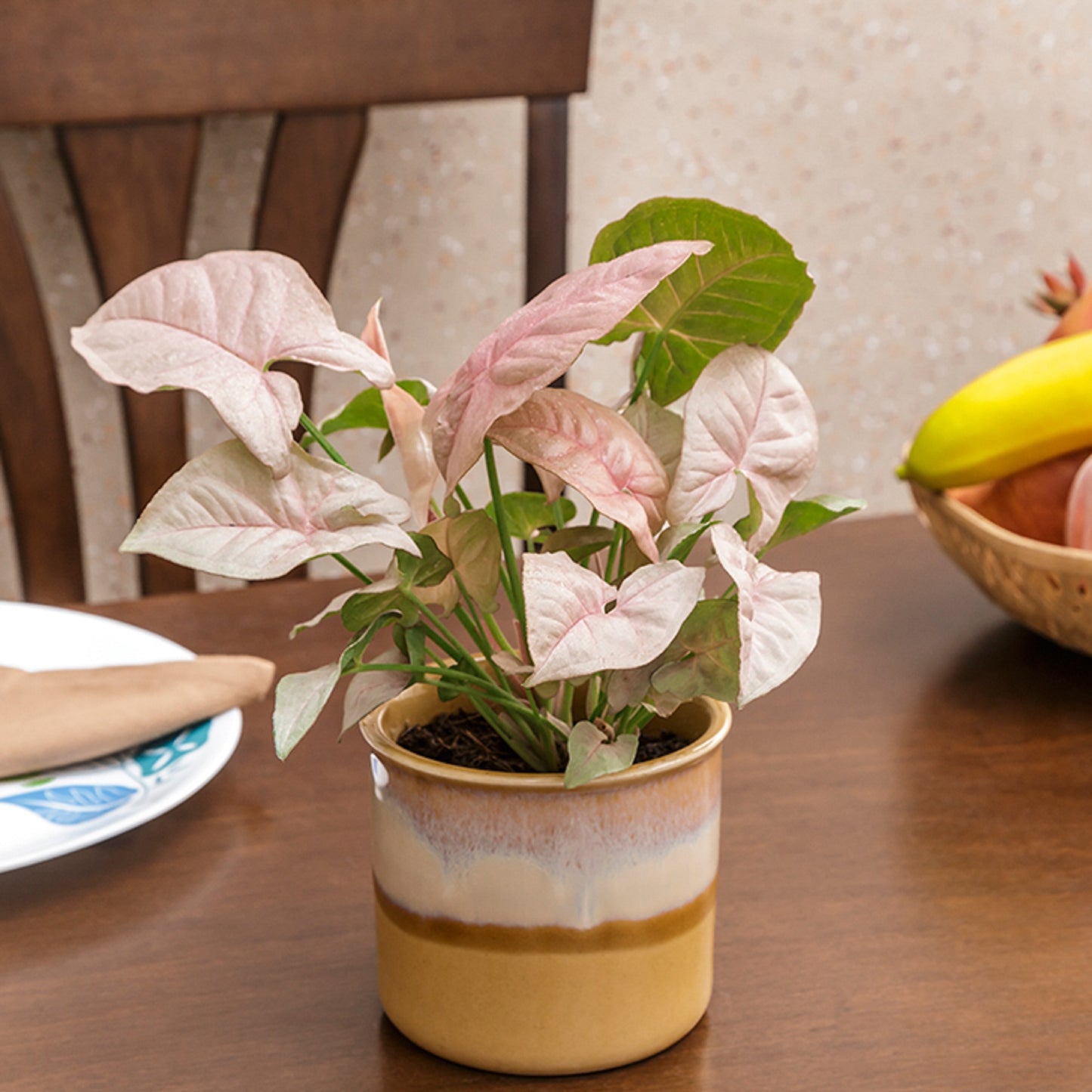 Exotic Green Beautiful Syngonium Pink Indoor Plant with Dual Barbie Pink Colour Ceramic Pot