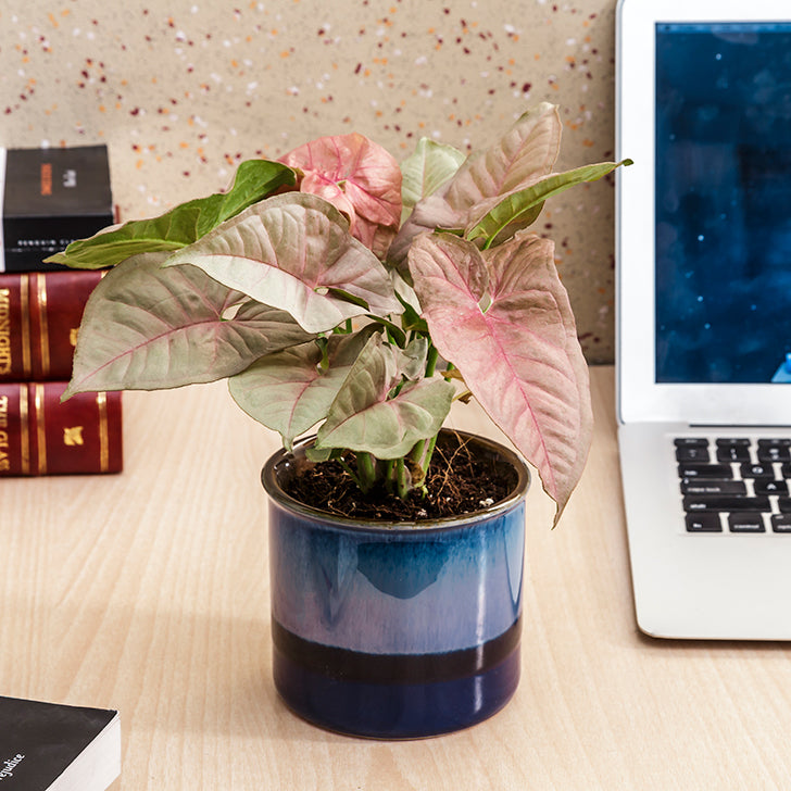Exotic Green Beautiful Syngonium Pink Indoor Plant with Dual Barbie Pink Colour Ceramic Pot