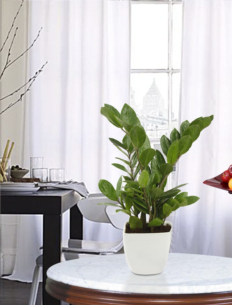 Exotic Green Indoor Air Purifying ZZ or Zamiifolia Plant with Ceramic Pot
