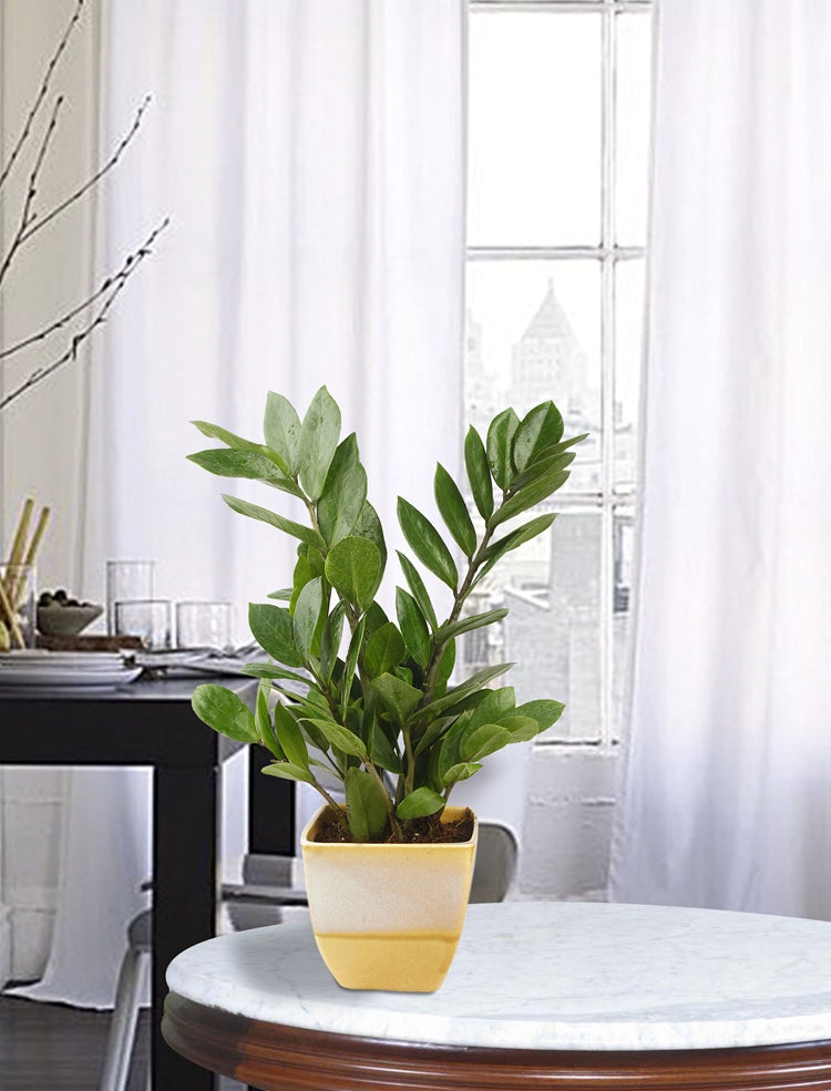 Exotic Green Indoor Air Purifying ZZ or Zamiifolia Plant with Dual Yellow & Beige Color Ceramic Pot
