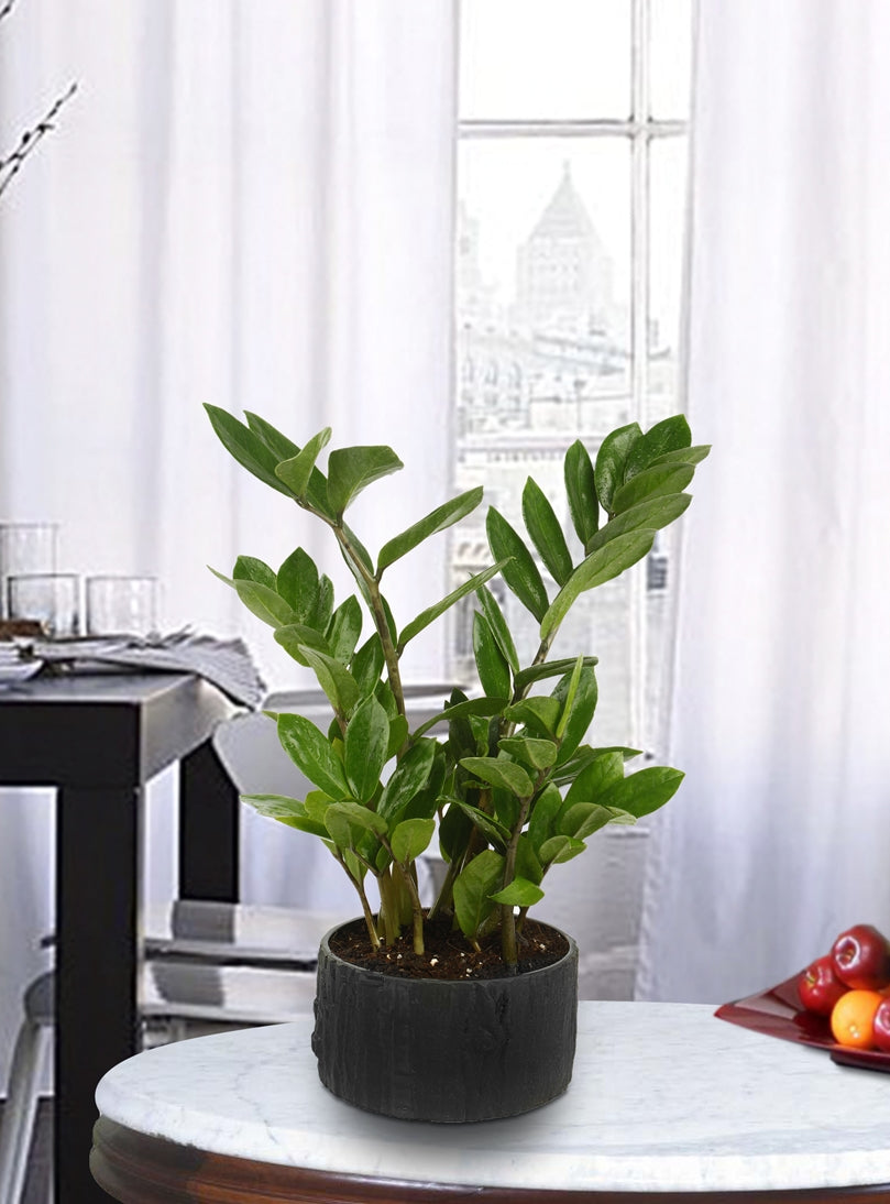 Exotic Green Indoor Air Purifying ZZ or Zamiifolia Plant with Wooden Look Black Color Fiber Pot