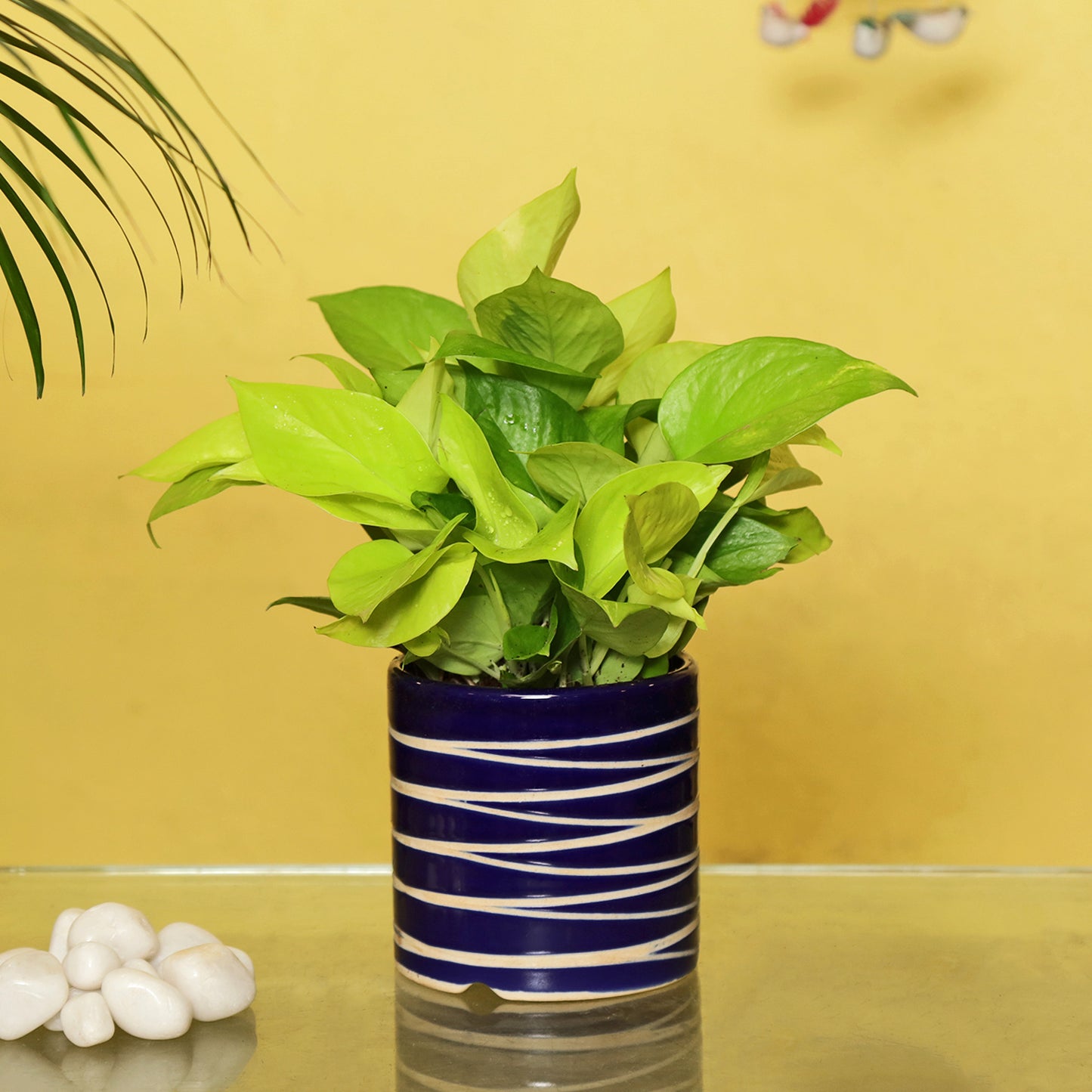 Exotic Green Air Purifying & Oxygen Indoor Golden Pothos Plant with Studio Blue Ceramic Pot