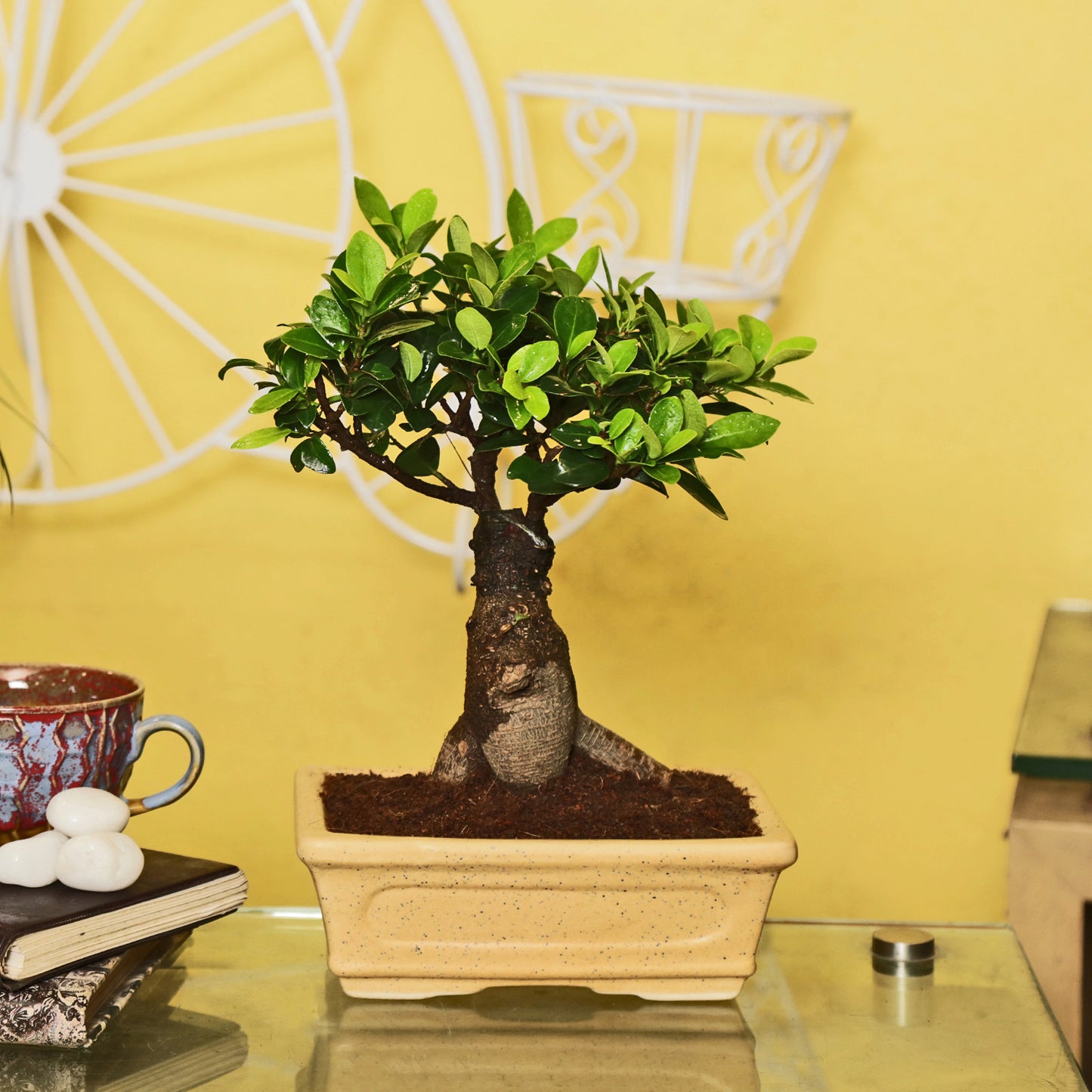 Ficus Bonsai With Cearmic Bonsai Tray Pot I Live Bonsai Plant