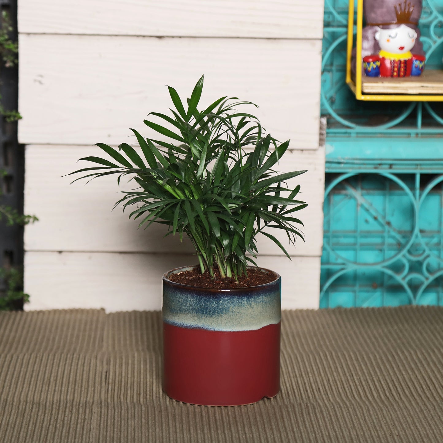 Exotic Green Oxygen Indoor Air Purifying Chamaedorea Palm (Parlour Palm) with Elegant Dual Colour Ceramic Pot