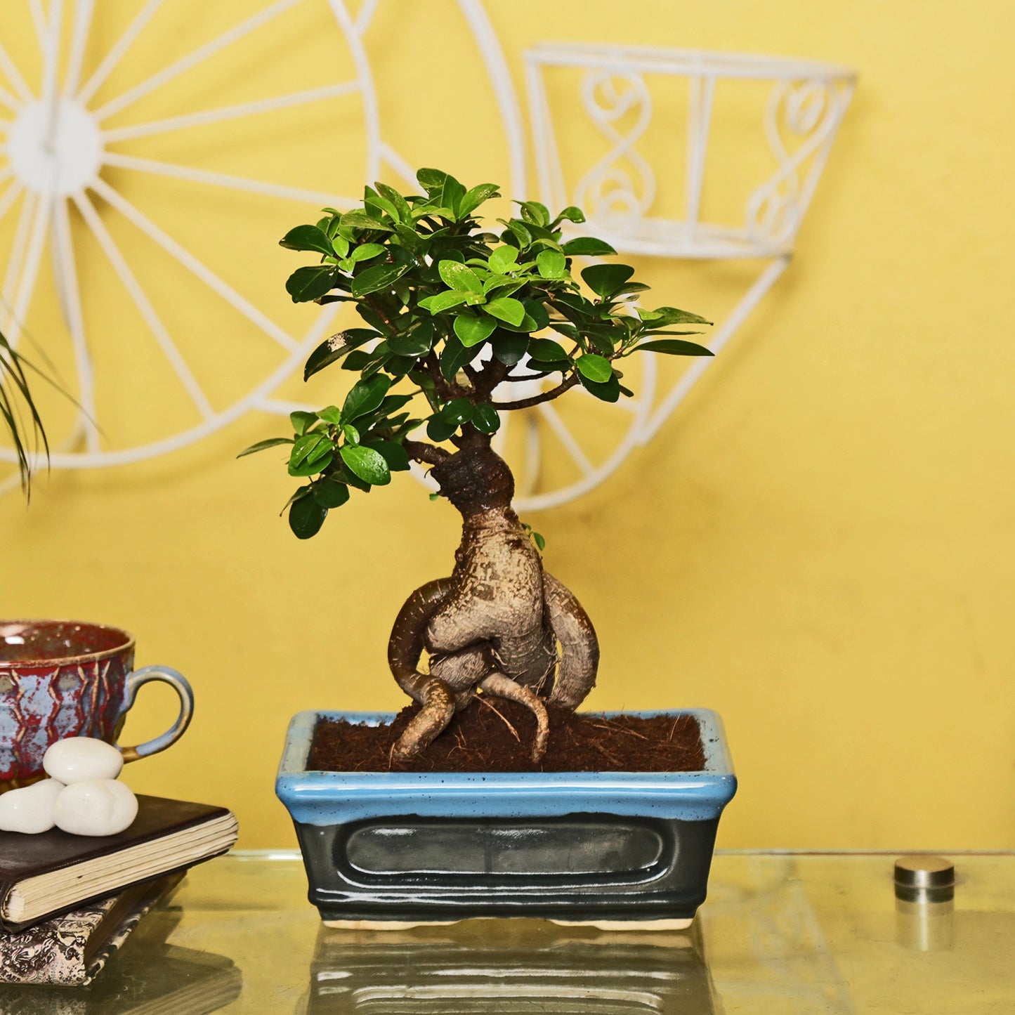 Ficus Bonsai With Cearmic Bonsai Tray Pot I Live Bonsai Plant