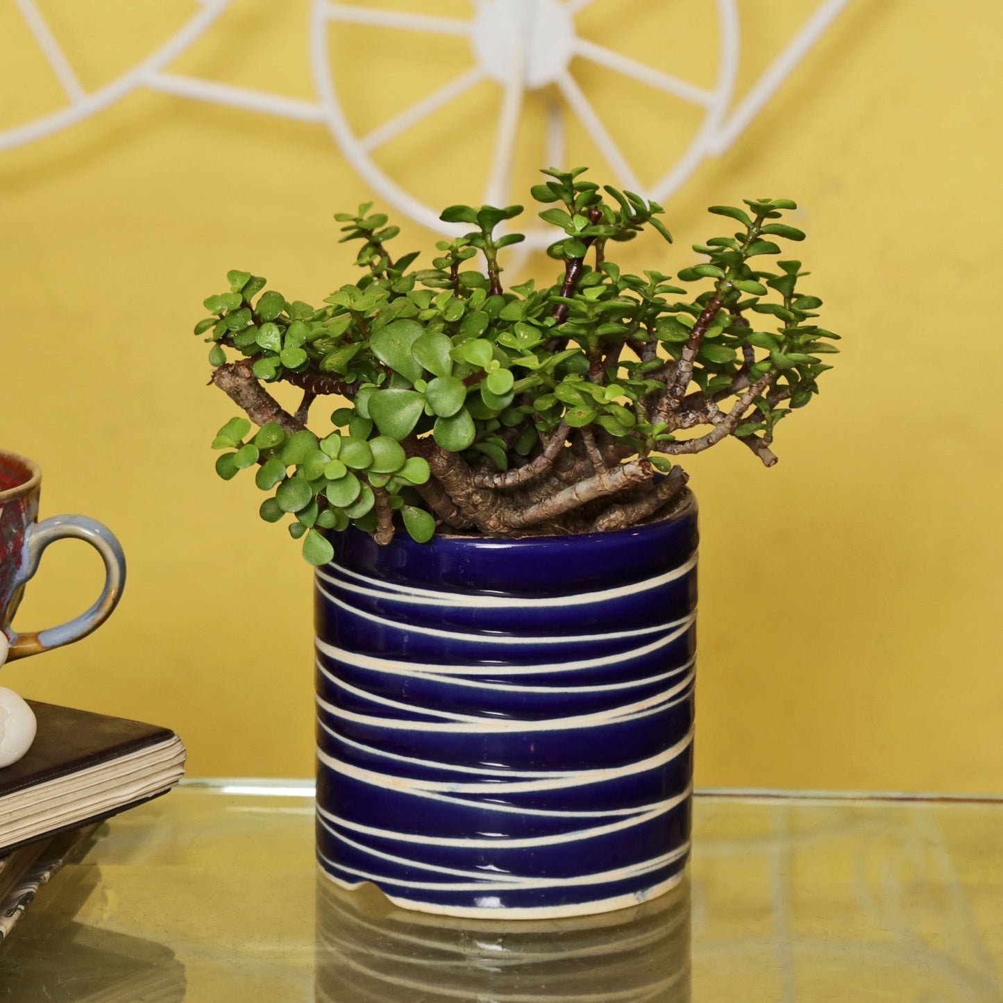Good Luck Jade Plant with Studio Red Colour Ceramic Pot for Home Decor (Live Plant)