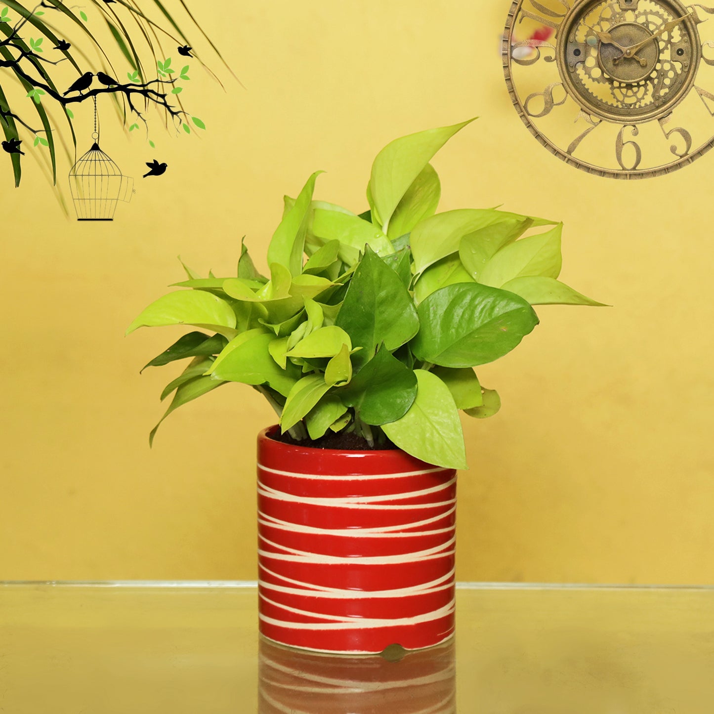Exotic Green Air Purifying & Oxygen Indoor Golden Pothos Plant with Studio Blue Ceramic Pot