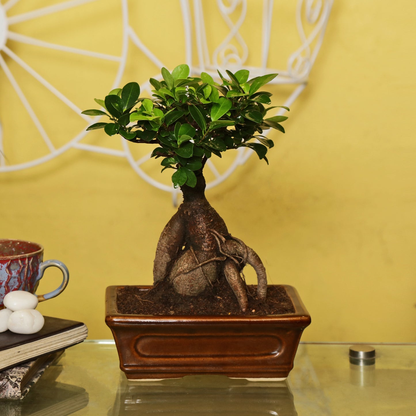 Ficus Bonsai With Cearmic Bonsai Tray Pot I Live Bonsai Plant