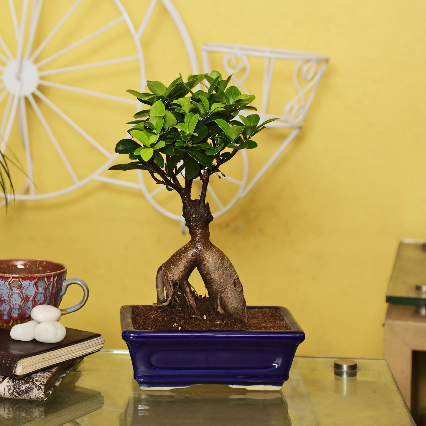 Ficus Bonsai With Cearmic Bonsai Tray Pot I Live Bonsai Plant