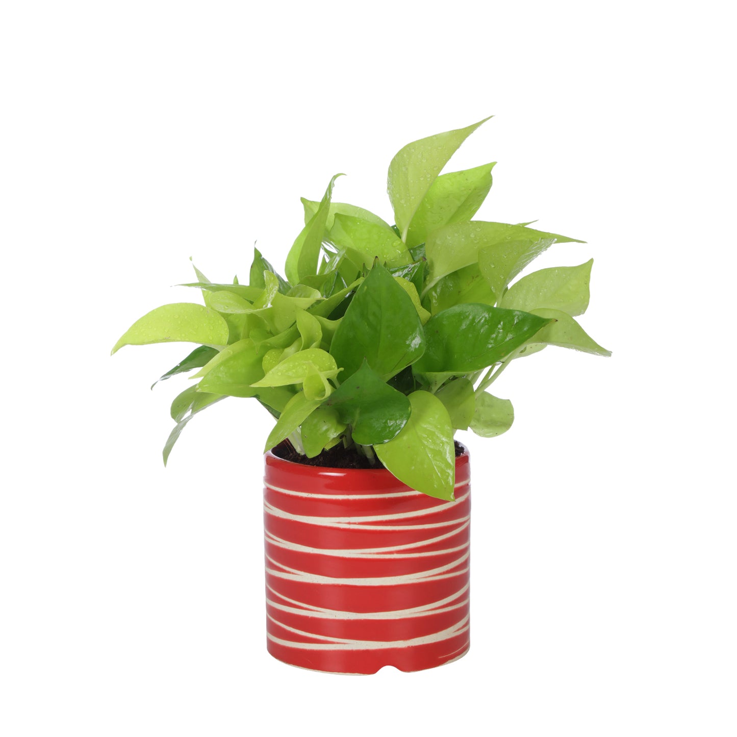 Exotic Green Air Purifying & Oxygen Indoor Golden Pothos Plant with Studio Blue Ceramic Pot