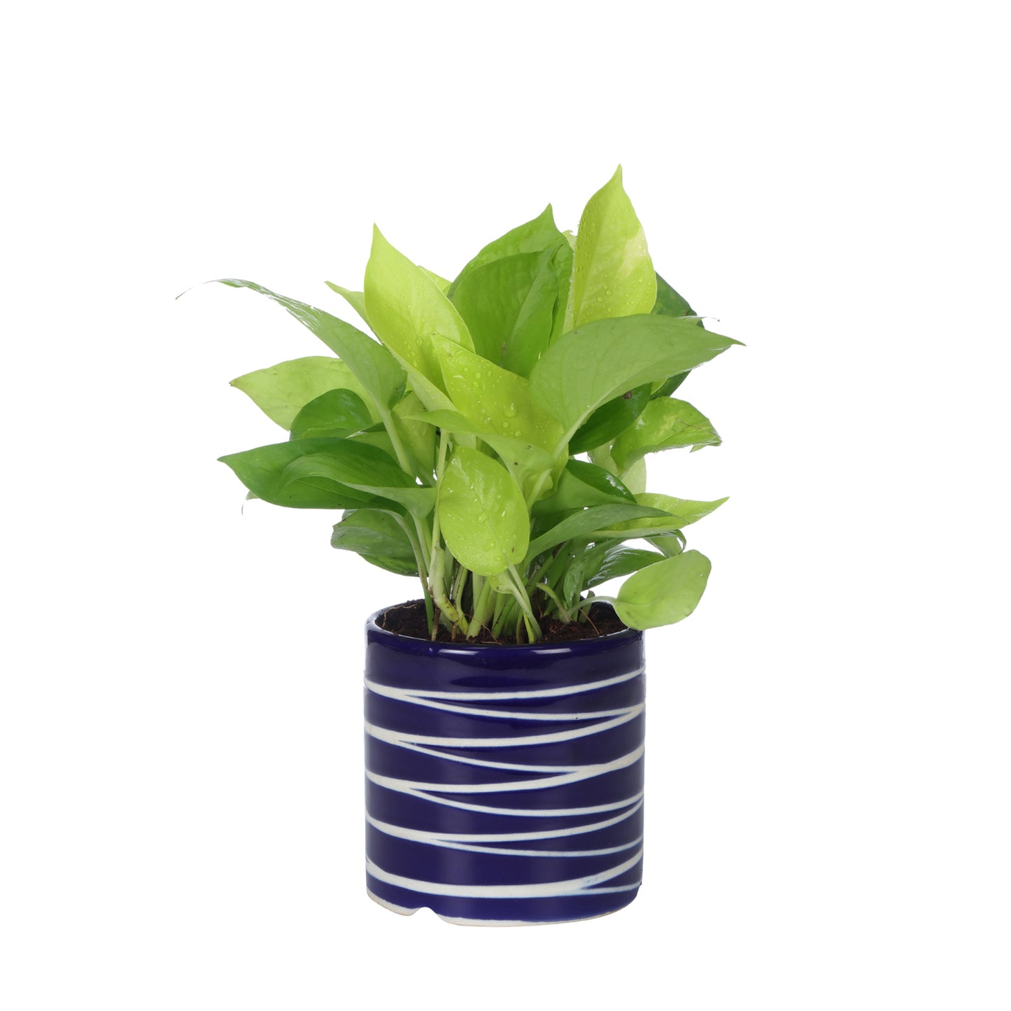 Exotic Green Air Purifying & Oxygen Indoor Golden Pothos Plant with Studio Blue Ceramic Pot