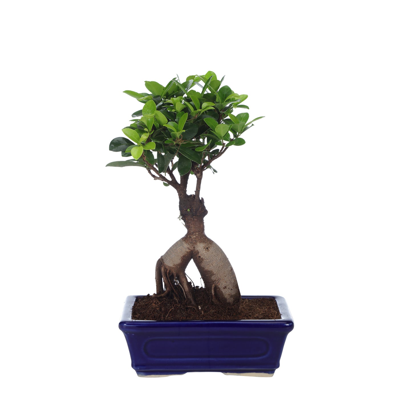 Ficus Bonsai With Cearmic Bonsai Tray Pot I Live Bonsai Plant
