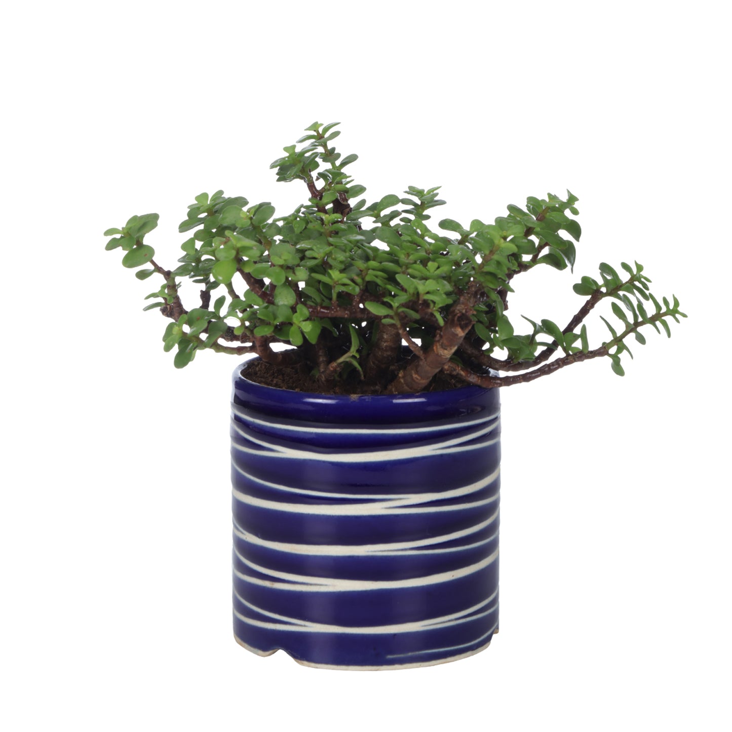 Good Luck Jade Plant with Studio Red Colour Ceramic Pot for Home Decor (Live Plant)