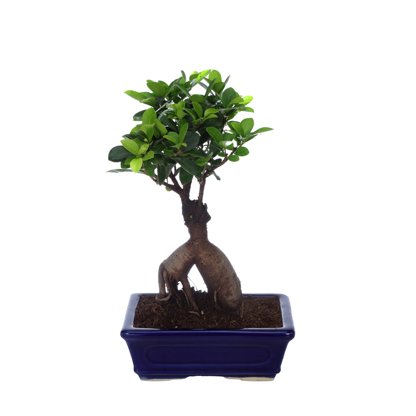 Ficus Bonsai With Cearmic Bonsai Tray Pot I Live Bonsai Plant
