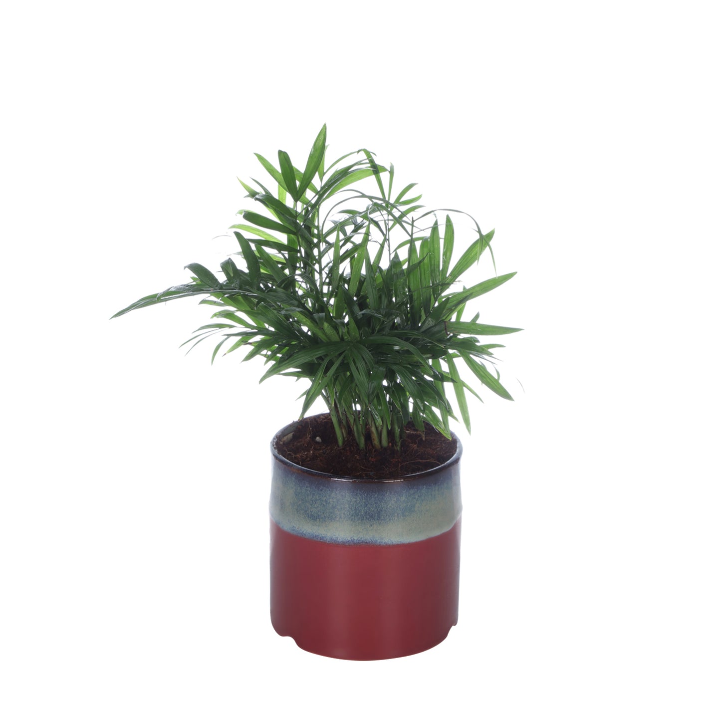 Exotic Green Oxygen Indoor Air Purifying Chamaedorea Palm (Parlour Palm) with Elegant Dual Colour Ceramic Pot