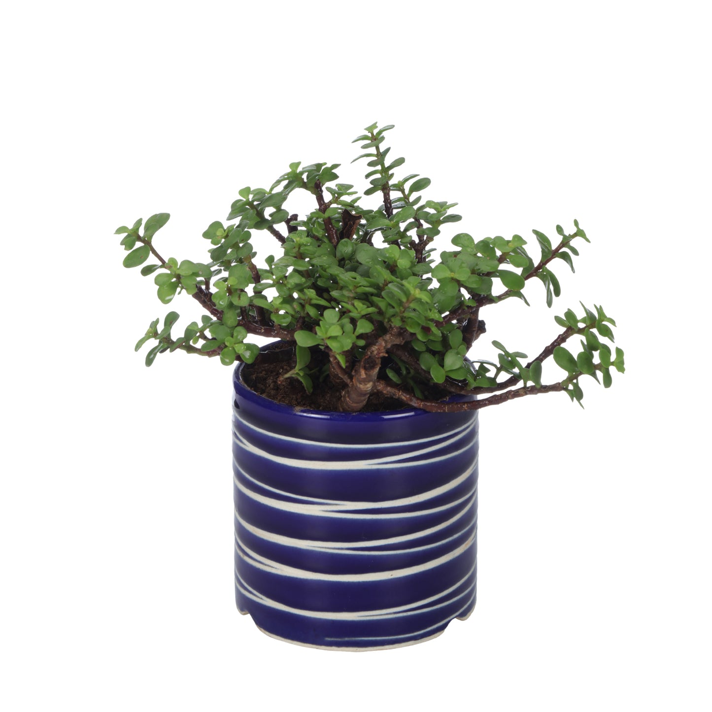 Good Luck Jade Plant with Studio Red Colour Ceramic Pot for Home Decor (Live Plant)
