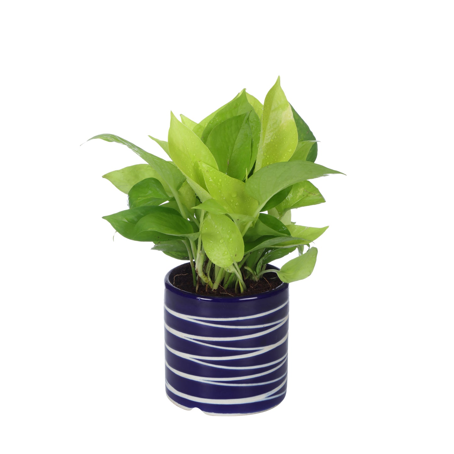 Exotic Green Air Purifying & Oxygen Indoor Golden Pothos Plant with Studio Blue Ceramic Pot