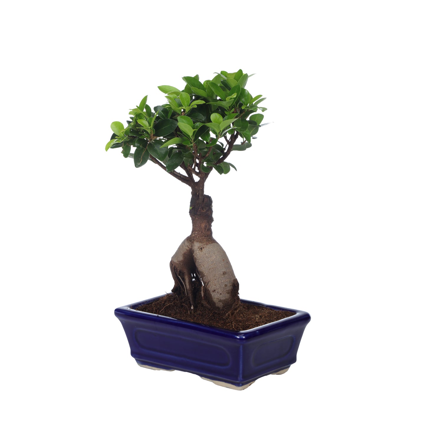 Ficus Bonsai With Cearmic Bonsai Tray Pot I Live Bonsai Plant