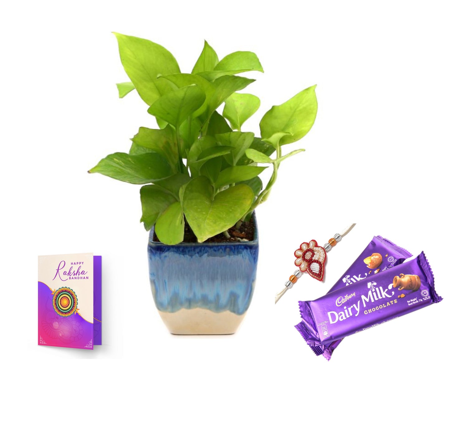 Exotic Green Combo Pack of Indoor Air Purifying Indoor Golden Pothos Plant with Handglazed Ceramic Pot Rakhi Special Pack I Rakhi Combo Pack with Cadbury Chocolates I Special Gift Pack For Rakhi