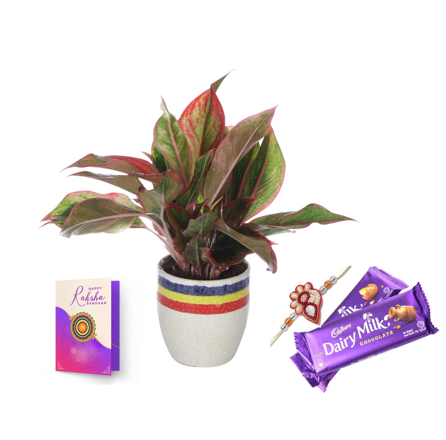 Exotic Green Combo Pack Indoor Red Aglaonema Plant withTri Color White Ceramic Pot Rakhi Special Pack I Rakhi Combo Pack with Cadbury Chocolates I Special Gift Pack For Rakhi