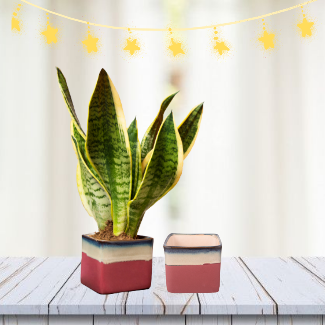 Exotic Green Dual Choco Brown Colour Square Shape Ceramic Pot I Ceramic Pot for Indoor Plants I Combo Pack Set of 2