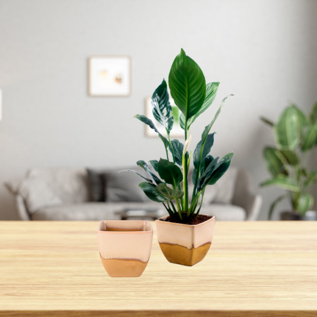 Exotic Green Dual Orange Colour Cubo Shape Ceramic Pot I Ceramic Pot for Indoor Plants I Combo Pack Set of 2