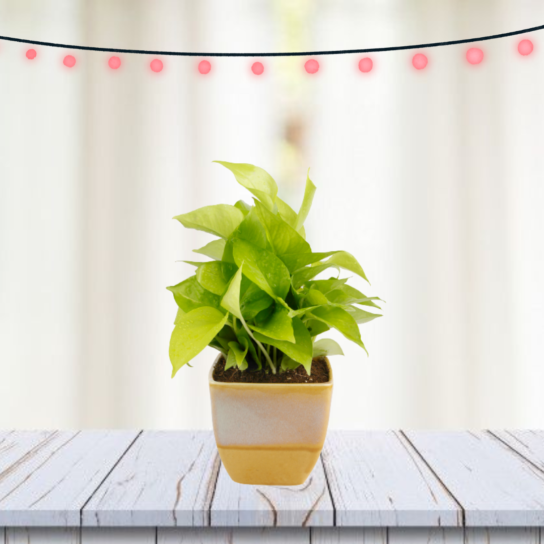 Exotic Green Air Purifying & Oxygen Indoor Golden Pothos Plant with White & Blue Ceramic Pot