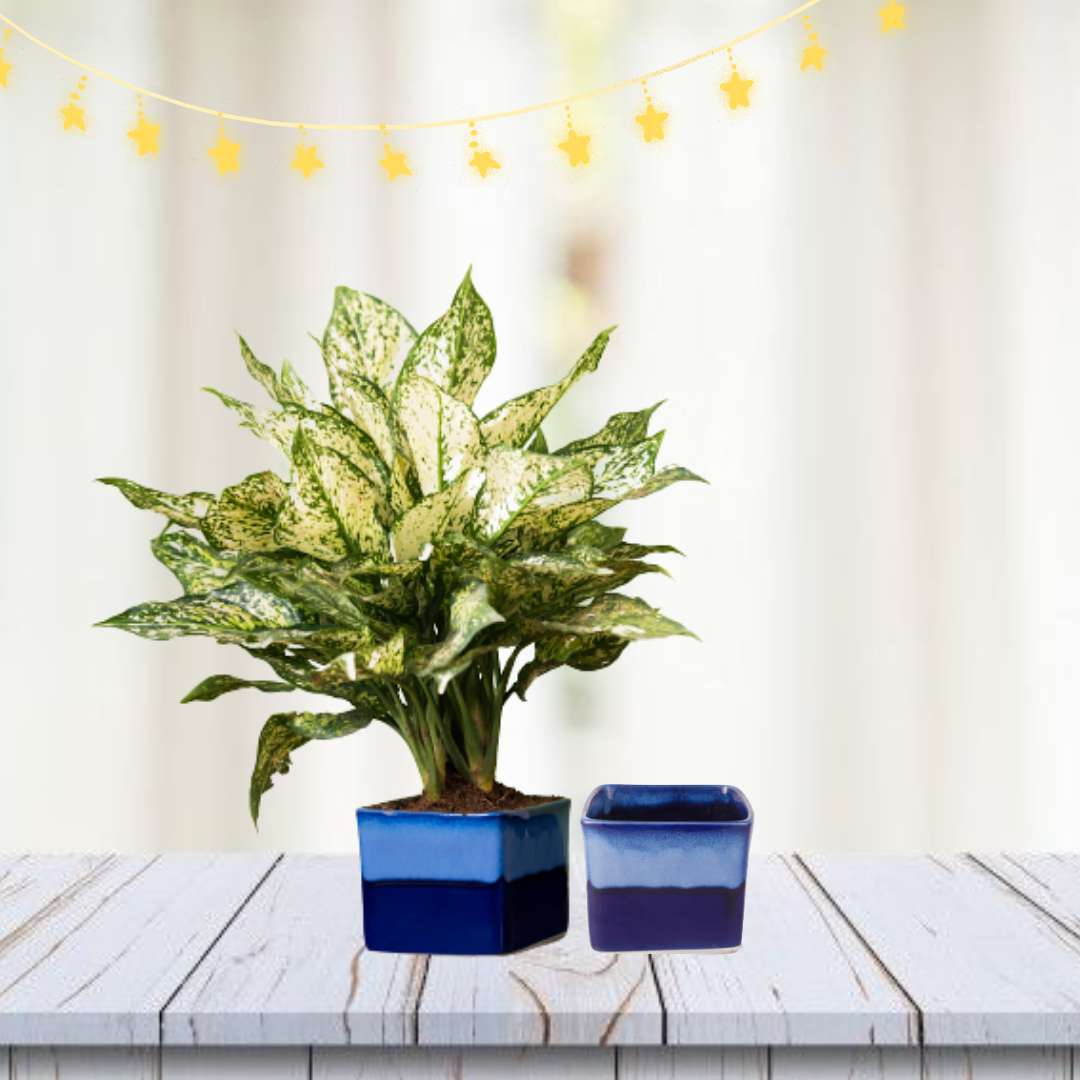 Exotic Green Dual Choco Brown Colour Square Shape Ceramic Pot I Ceramic Pot for Indoor Plants I Combo Pack Set of 2