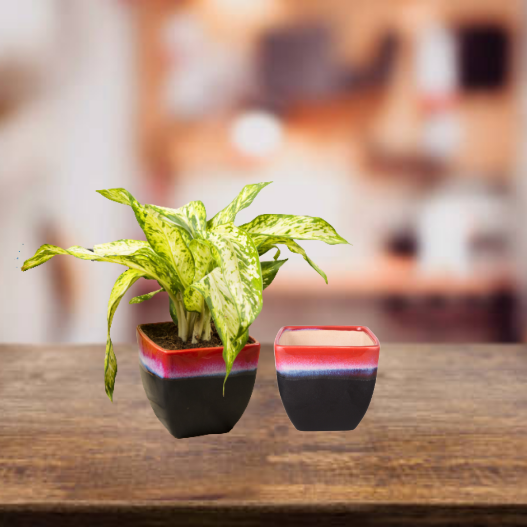 Exotic Green Dual Orange Colour Cubo Shape Ceramic Pot I Ceramic Pot for Indoor Plants I Combo Pack Set of 2