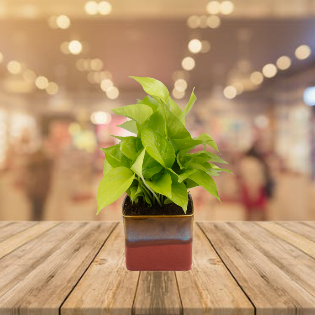 Exotic Green Air Purifying & Oxygen Indoor Golden Pothos Plant with German Brown Ceramic Pot