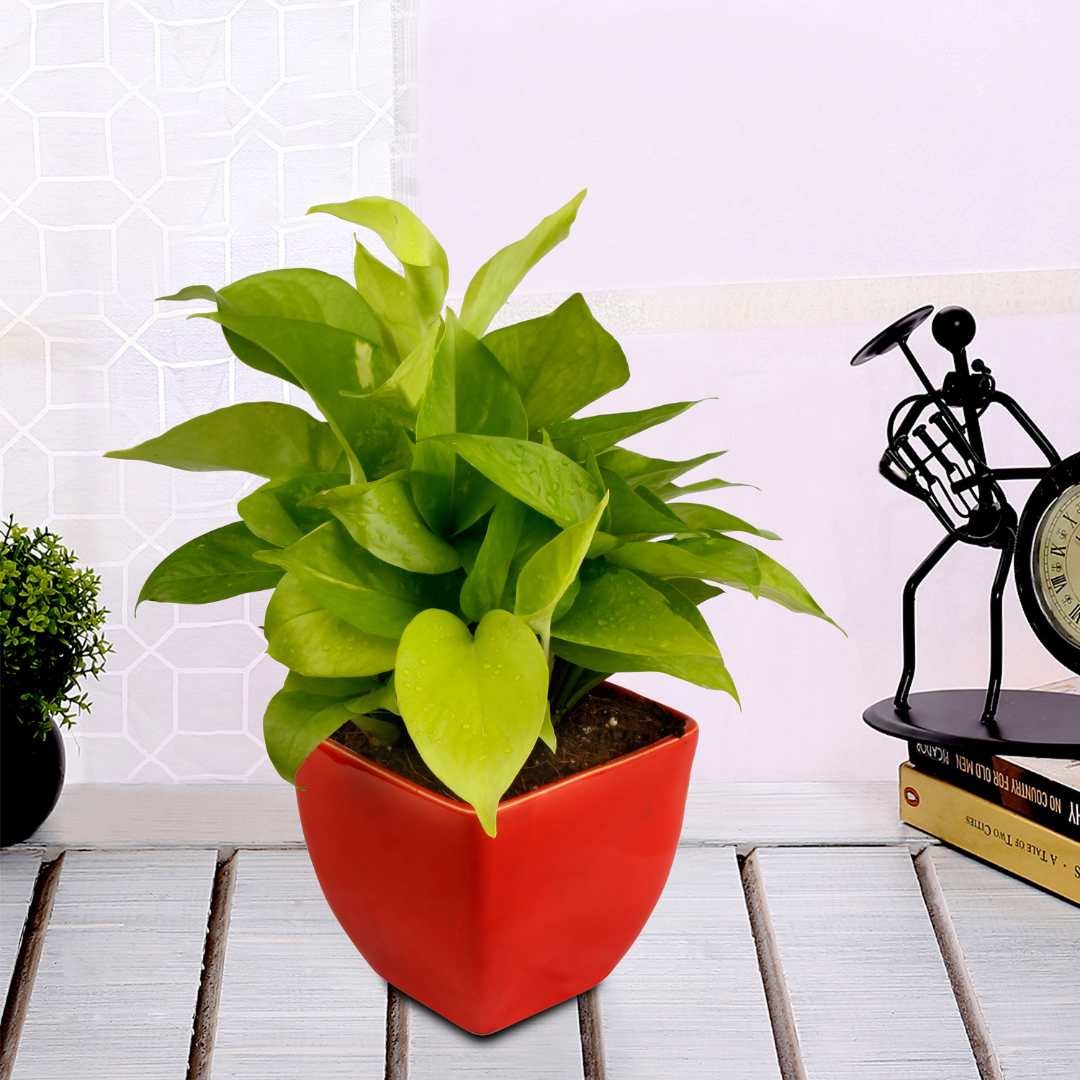 Exotic Green Air Purifying & Oxygen Indoor Golden Pothos Plant with Red Ceramic Pot