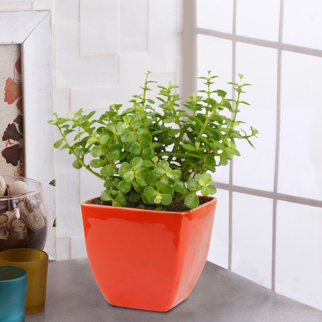 Good Luck Jade Plant with White Colour Ceramic Pot for Home Decor (Live Plant)