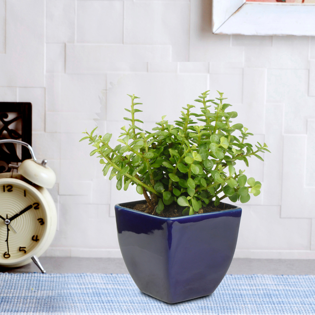 Good Luck Jade Plant with White Colour Ceramic Pot for Home Decor (Live Plant)