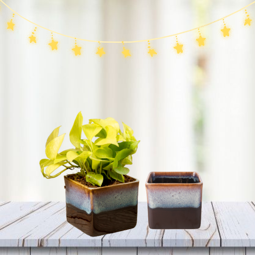 Exotic Green Dual Choco Brown Colour Square Shape Ceramic Pot I Ceramic Pot for Indoor Plants I Combo Pack Set of 2
