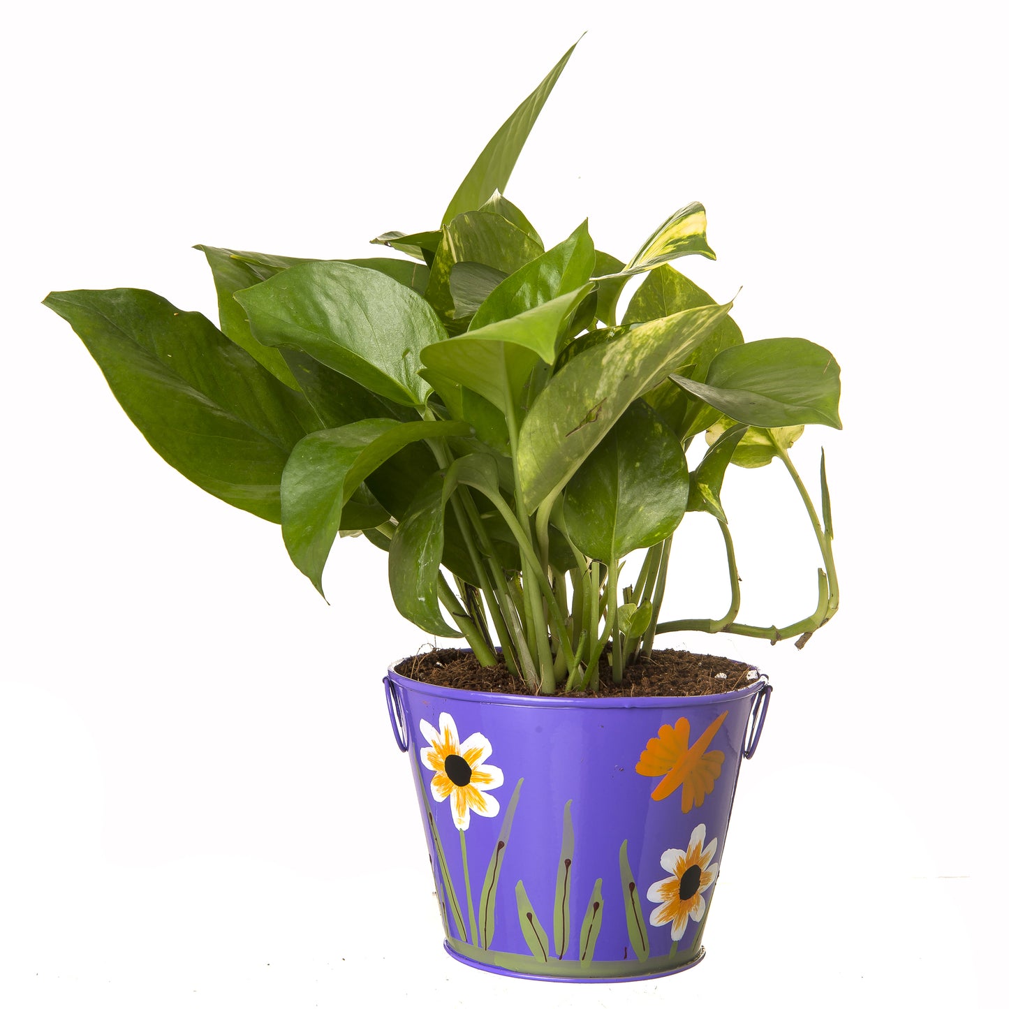 Exotic Green Beautiful Good Luck Indoor Money Plant with Floral Red Colour Metal Planter