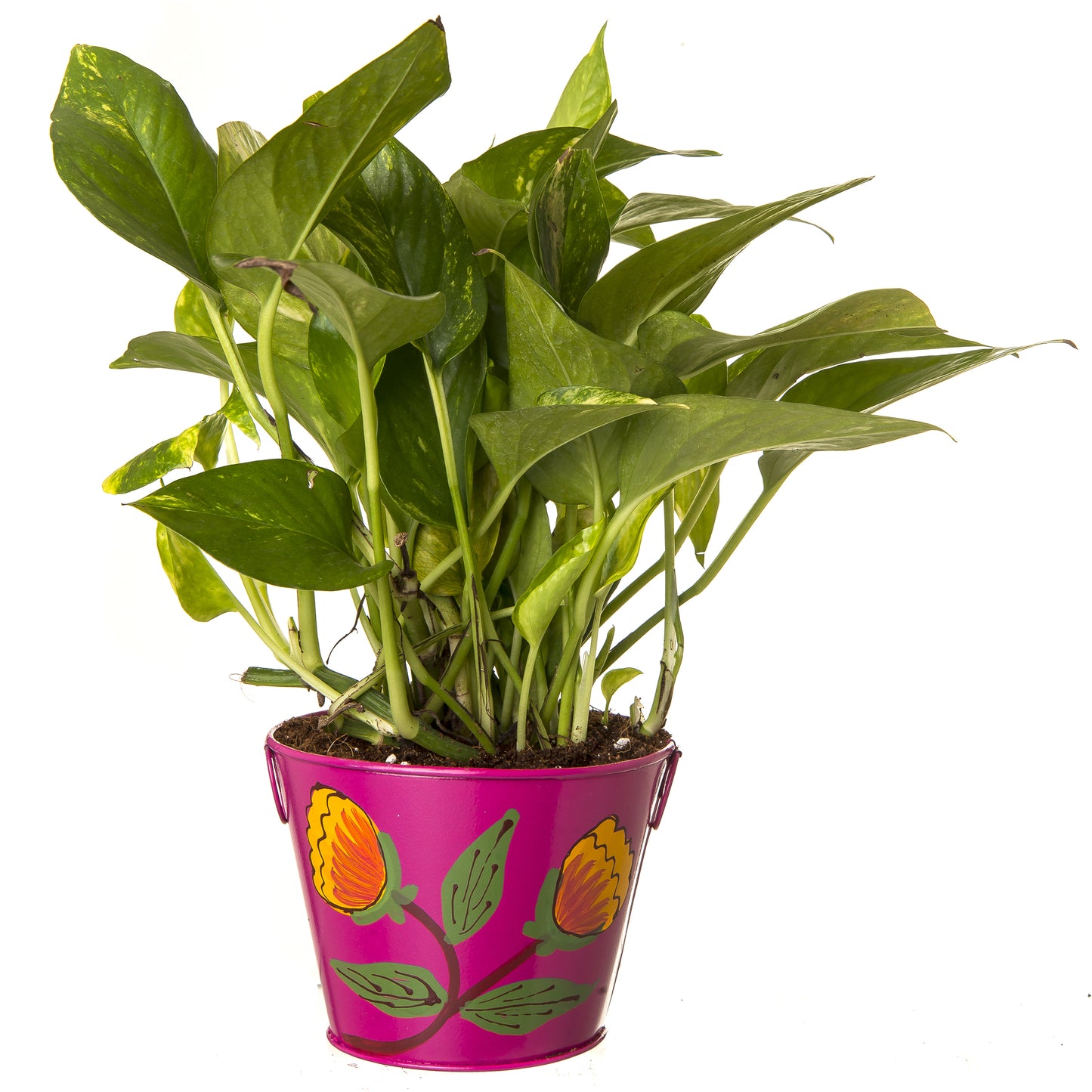 Exotic Green Beautiful Good Luck Indoor Money Plant with Floral Red Colour Metal Planter