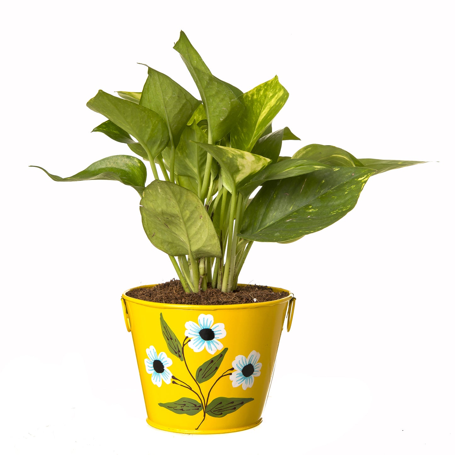 Exotic Green Beautiful Good Luck Indoor Money Plant with Floral Red Colour Metal Planter