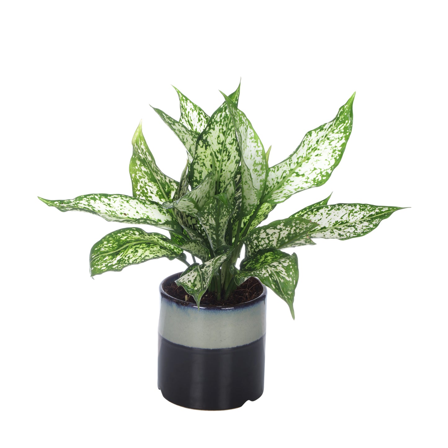Exotic Green Diwali Gift Combo of Live Green Aglaonema Plant in Handglazed Brown Colour Ceramic Pot I Diwali Gift I Diwali Gift Combo