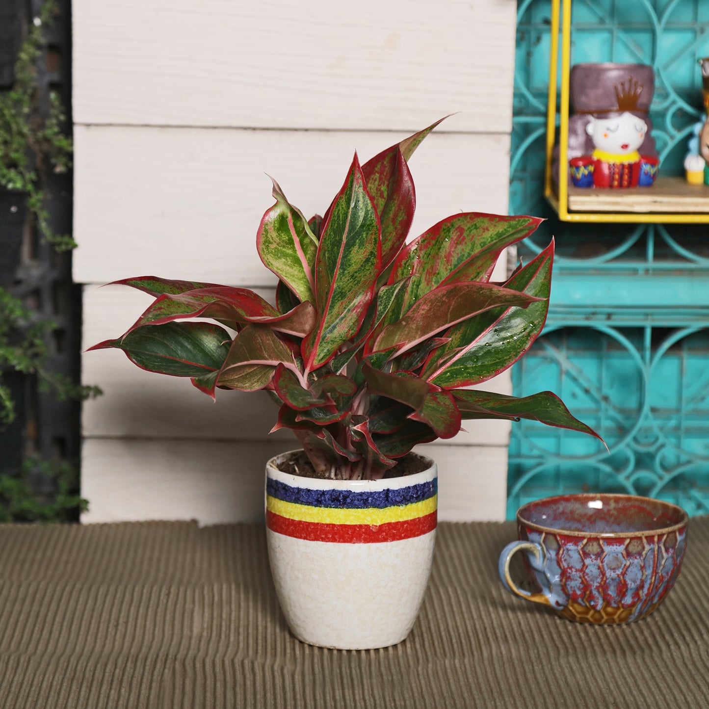 Exotic Green Combo Pack Indoor Red Aglaonema Plant withTri Color White Ceramic Pot Rakhi Special Pack I Rakhi Combo Pack with Cadbury Chocolates I Special Gift Pack For Rakhi