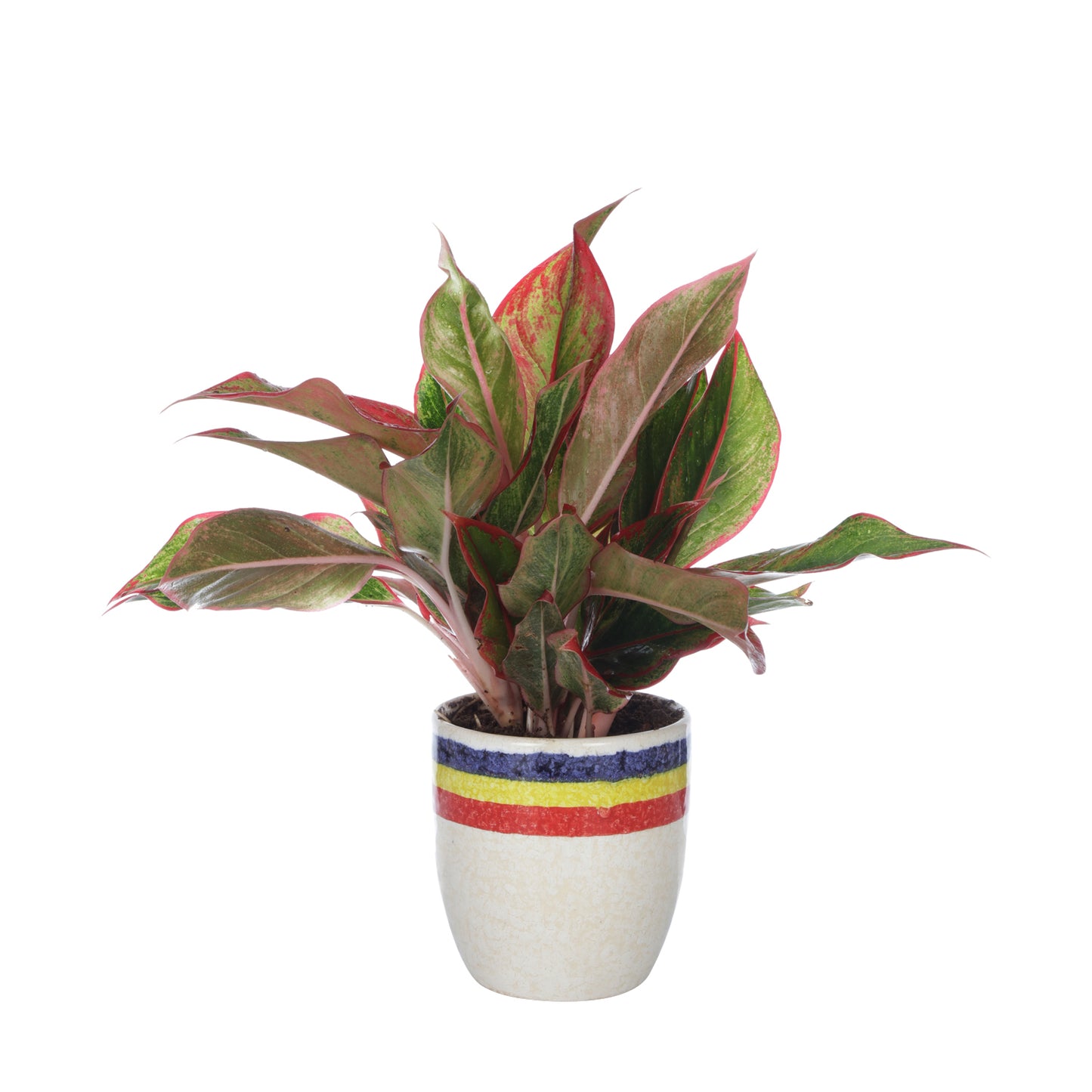 Exotic Green Combo Pack Indoor Red Aglaonema Plant withTri Color White Ceramic Pot Rakhi Special Pack I Rakhi Combo Pack with Cadbury Chocolates I Special Gift Pack For Rakhi