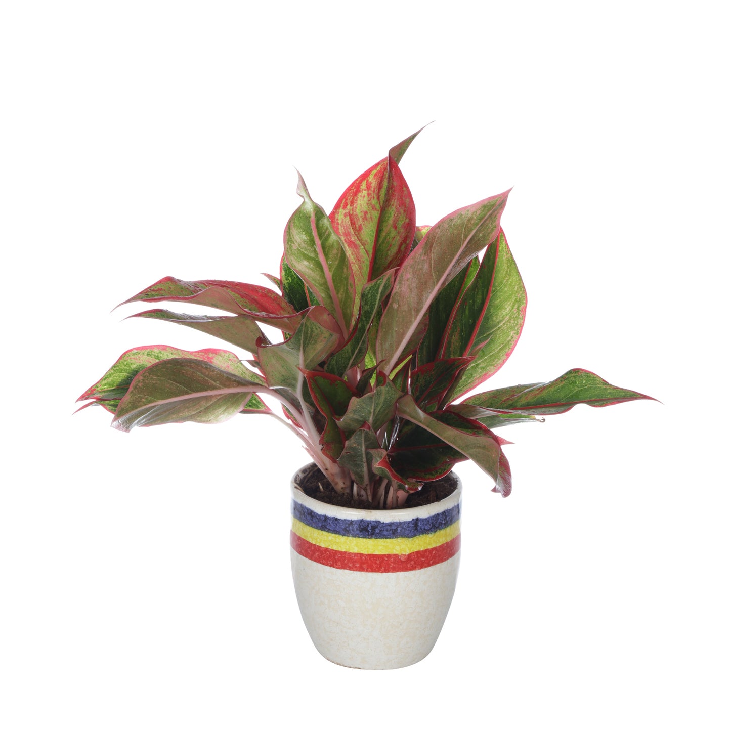 Exotic Green Combo Pack Indoor Red Aglaonema Plant withTri Color White Ceramic Pot Rakhi Special Pack I Rakhi Combo Pack with Cadbury Chocolates I Special Gift Pack For Rakhi