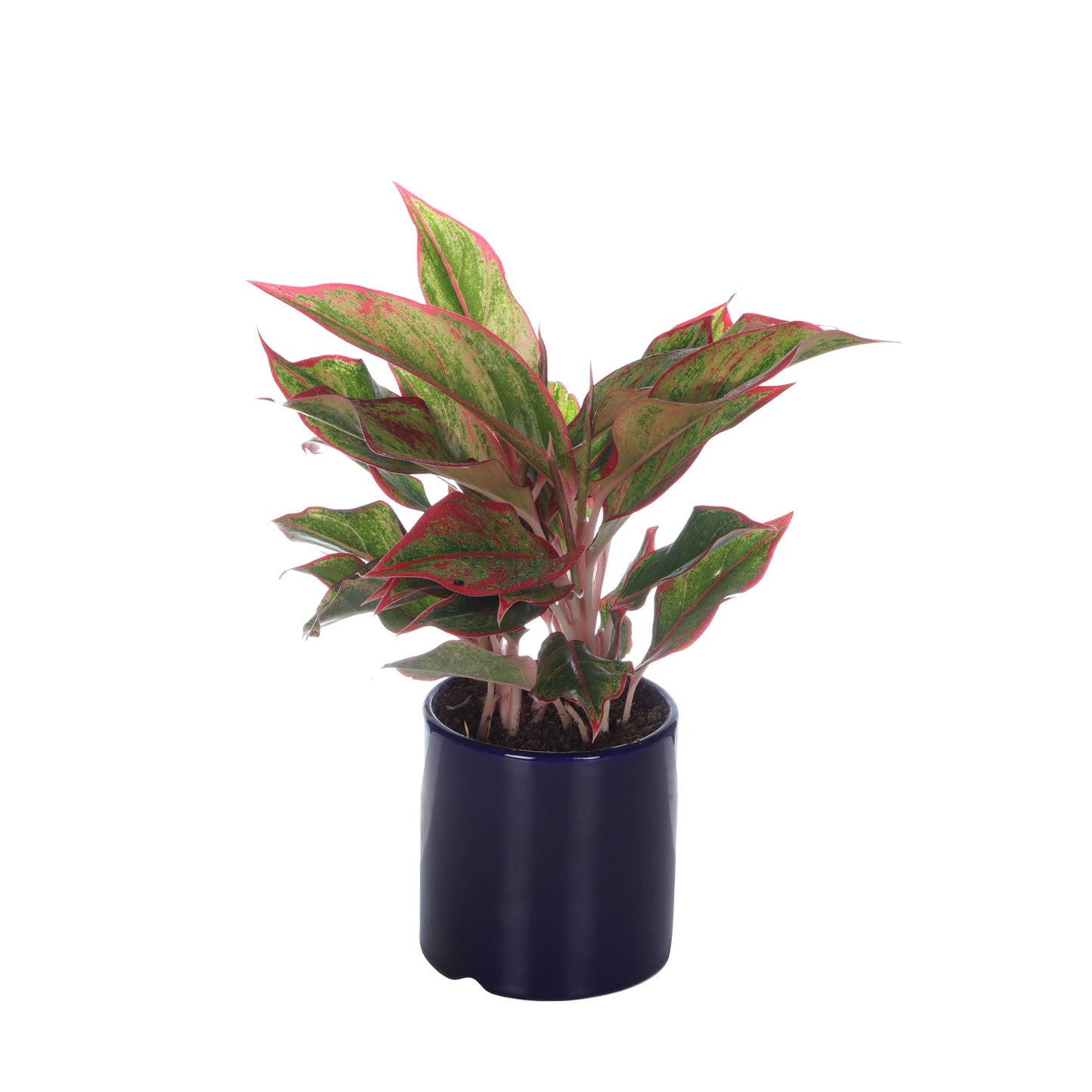 Exotic Green Air Purifying Indoor Oxygen Plant Red Aglaonema (Chinese Evergreen) with Ceramic Planter