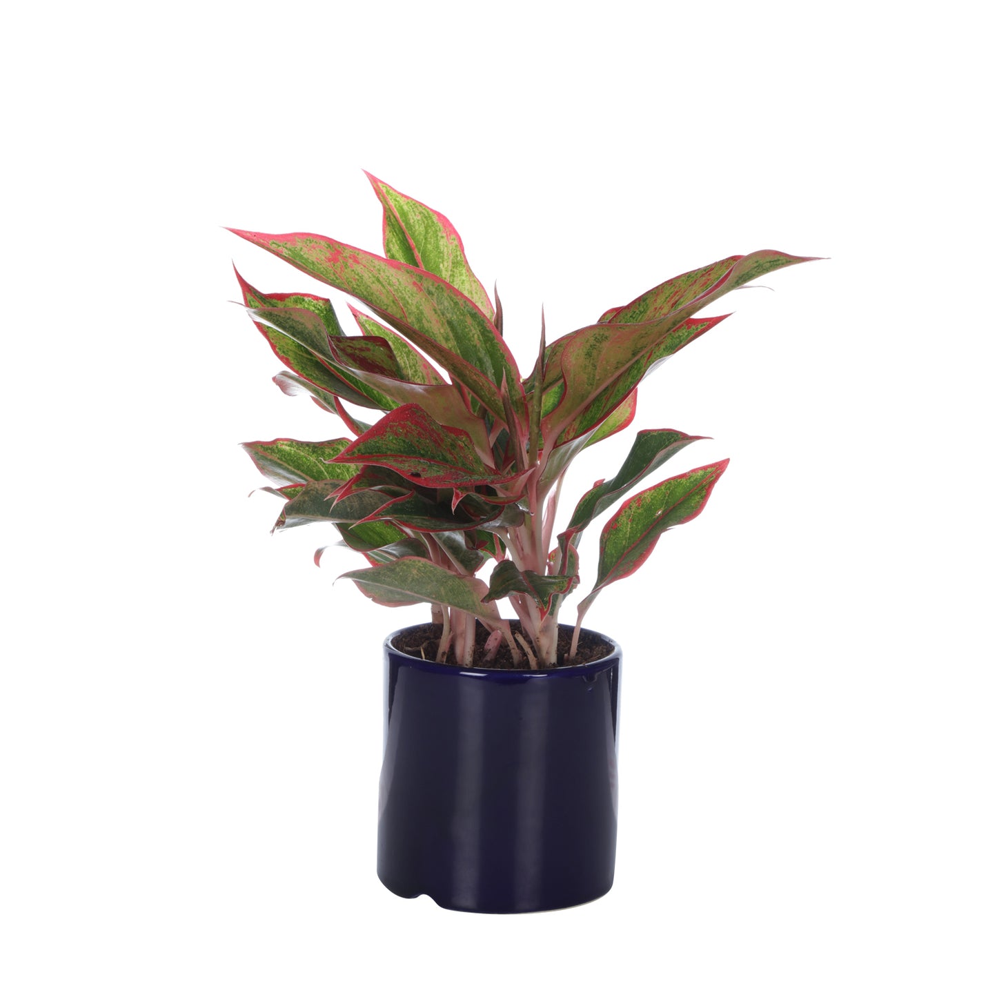 Exotic Green Air Purifying Indoor Oxygen Plant Red Aglaonema (Chinese Evergreen) with Ceramic Planter