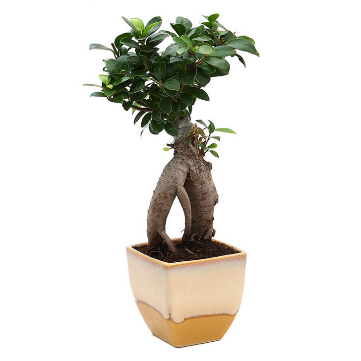 Exotic Green Combo Pack of Grafted Ficus Bonsai Plant with Beige Ceramic Pot Rakhi Special Pack I Rakhi Combo Pack with Cadbury Chocolates I Special Gift Pack For Rakhi