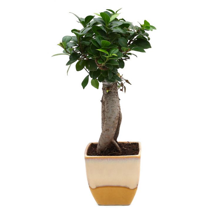 Exotic Green Diwali Gift Combo of Live Ficus Bonsai Plant in Handglazed Yellow & Beige Ceramic Pot I Diwali Gift I Diwali Gift Combo