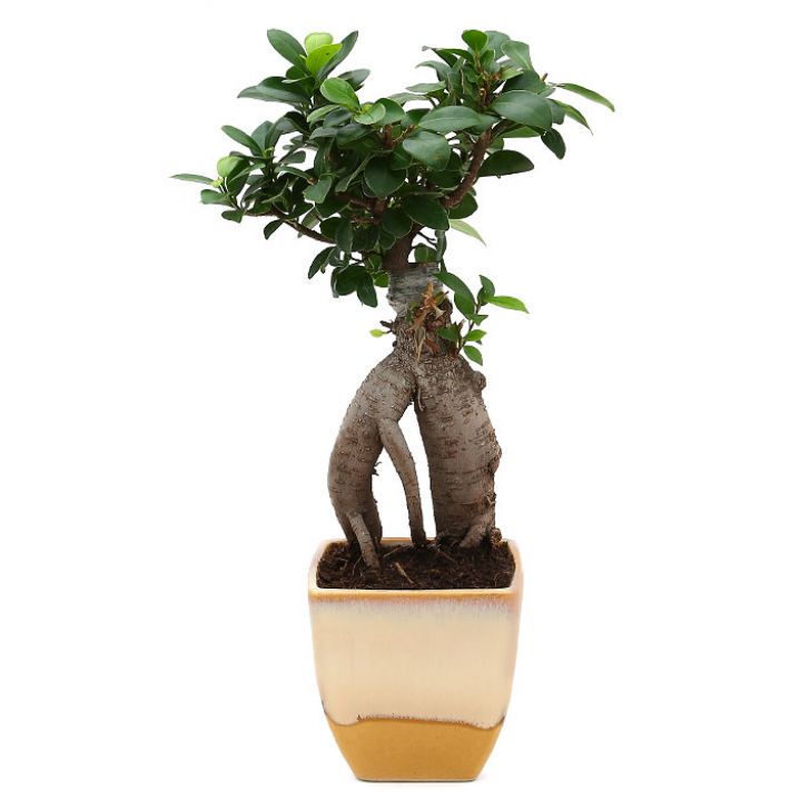 Exotic Green Diwali Gift Combo of Live Ficus Bonsai Plant in Handglazed Yellow & Beige Ceramic Pot I Diwali Gift I Diwali Gift Combo