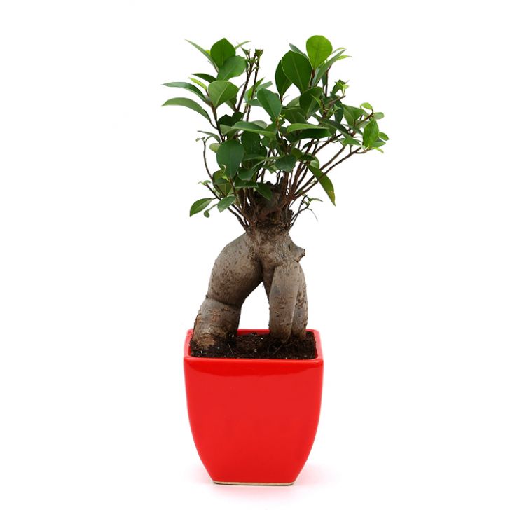 Ficus Bonsai with Ceramic Planter I Live Ficus Bonsai Tree