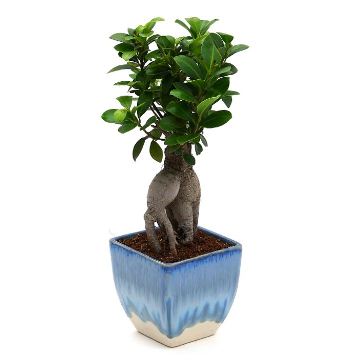 Ficus Bonsai with Dual Color Ceramic Planter I Live Ficus Bonsai Tree